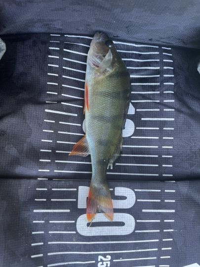Flussbarsch