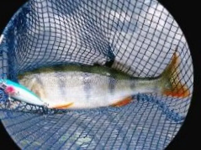 Flussbarsch