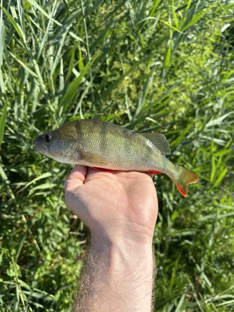 Flussbarsch