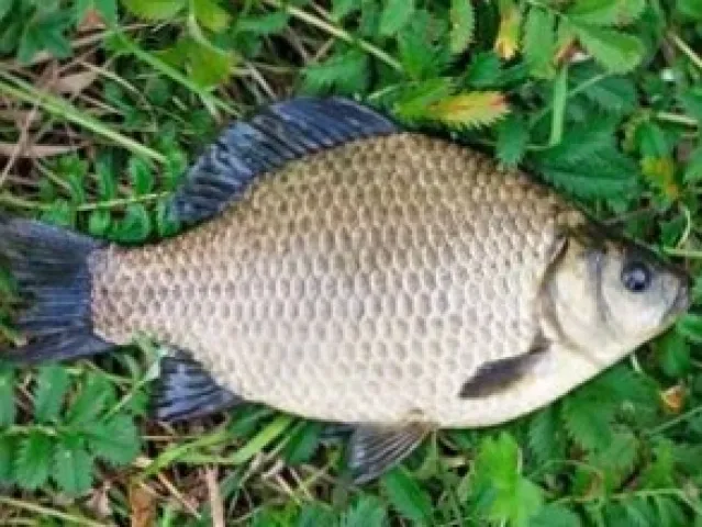 Karausche