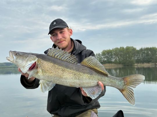 Zander