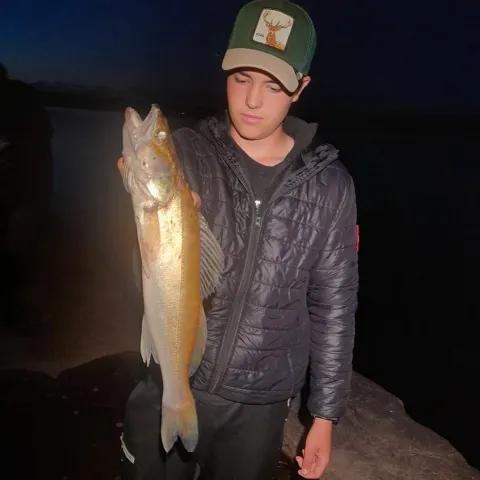 Zander
