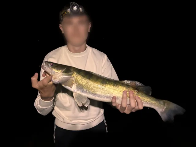 Zander