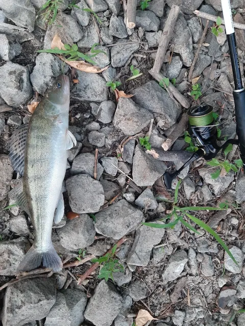 Zander