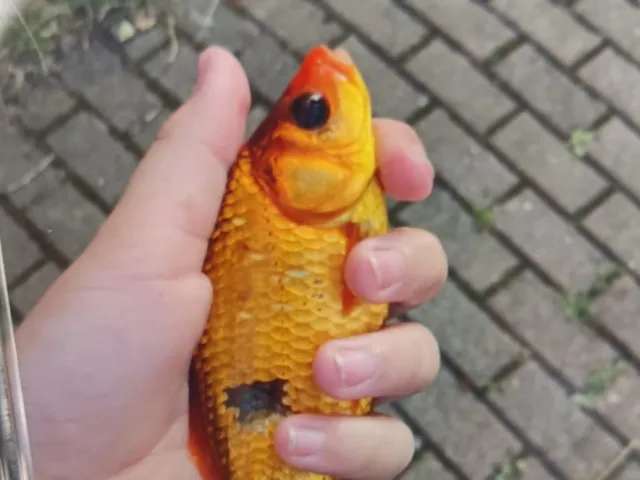 Goldfisch