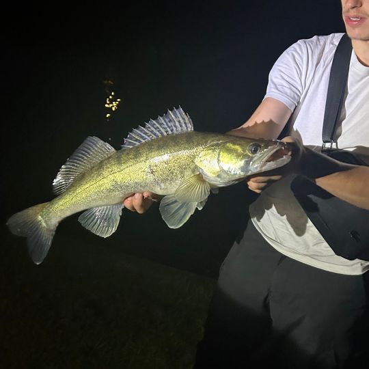 Zander