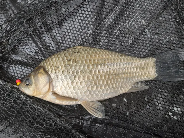 Giebel