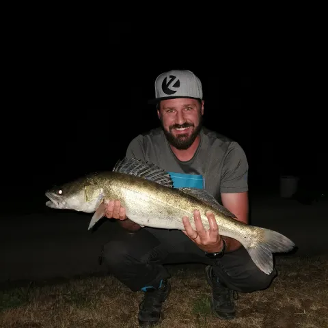 Zander