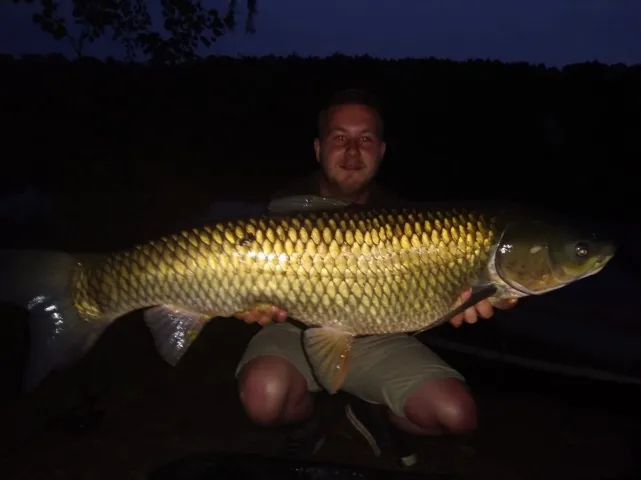 Graskarpfen