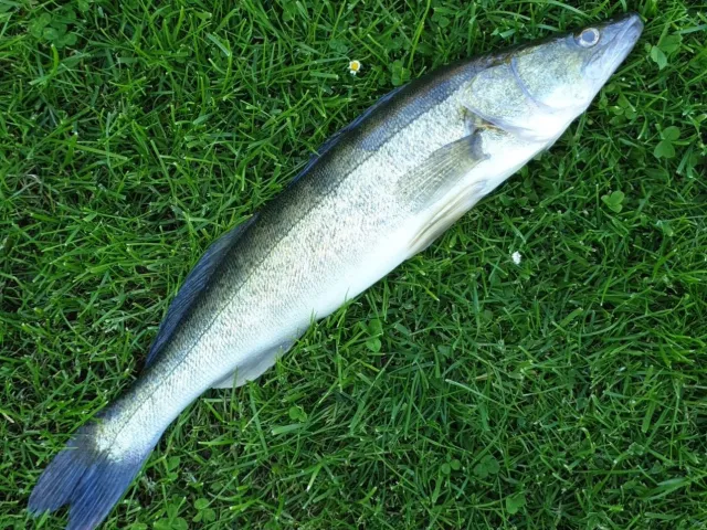 Zander