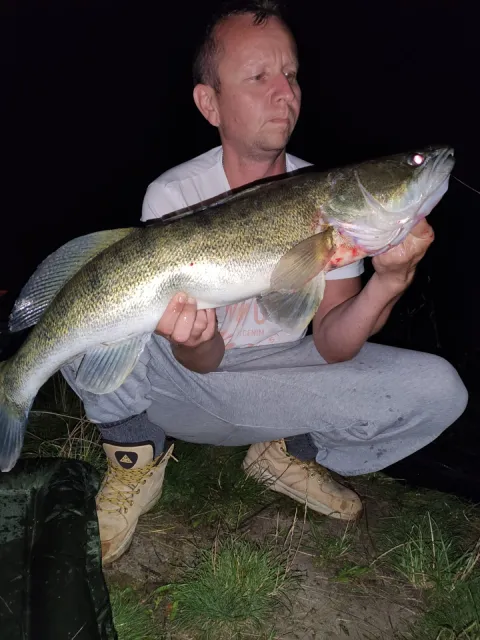Zander