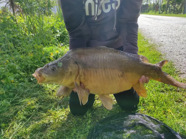 Karpfen