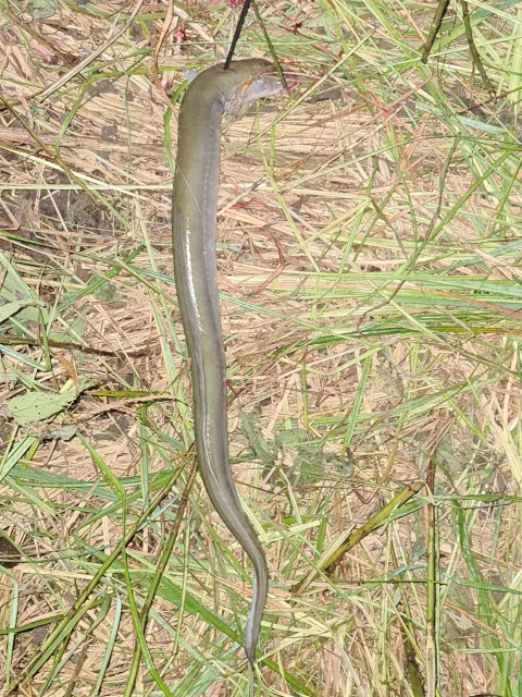 Aal