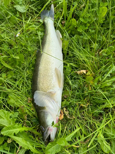 Zander