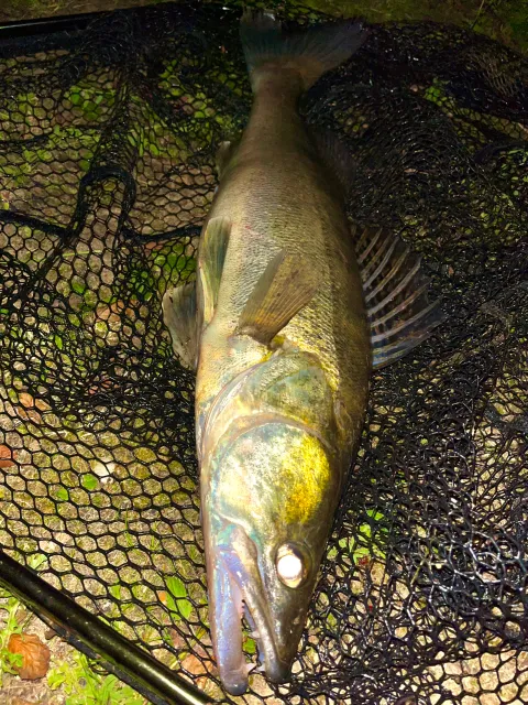 Zander