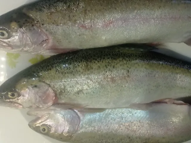 Regenbogenforelle
