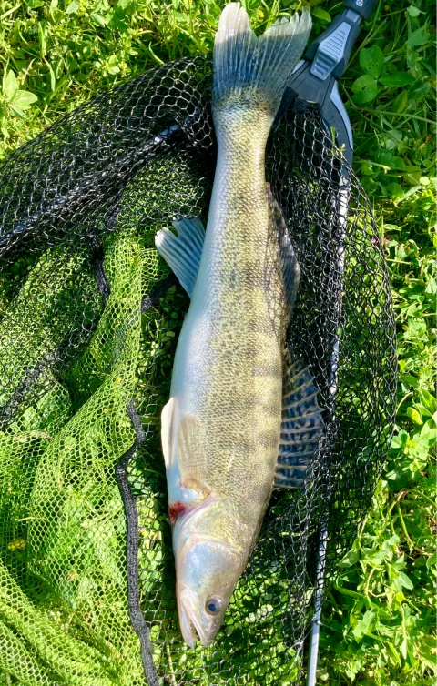Zander