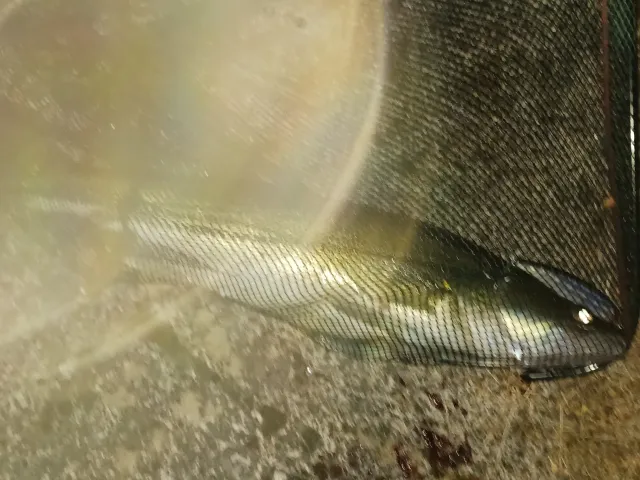 Zander