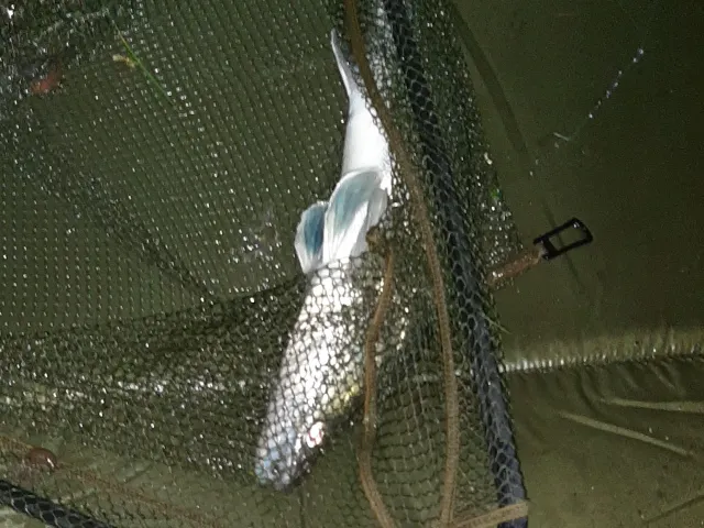 Zander
