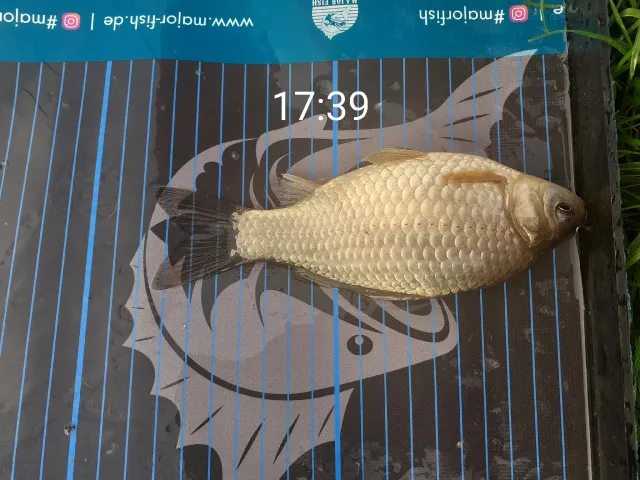 Giebel