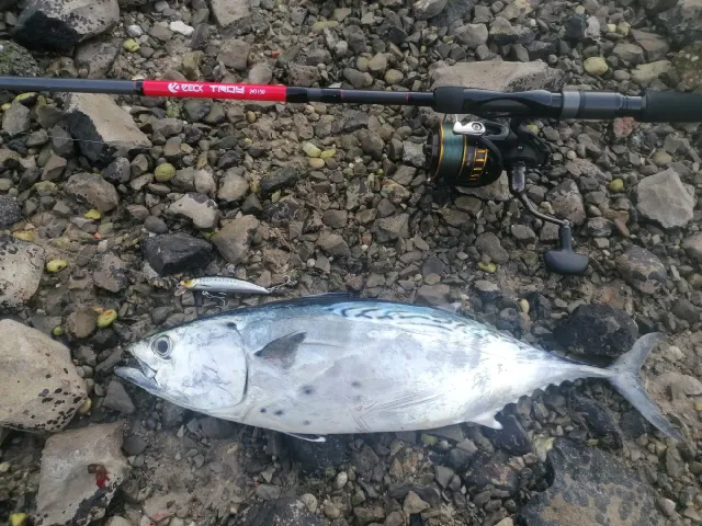Bonito