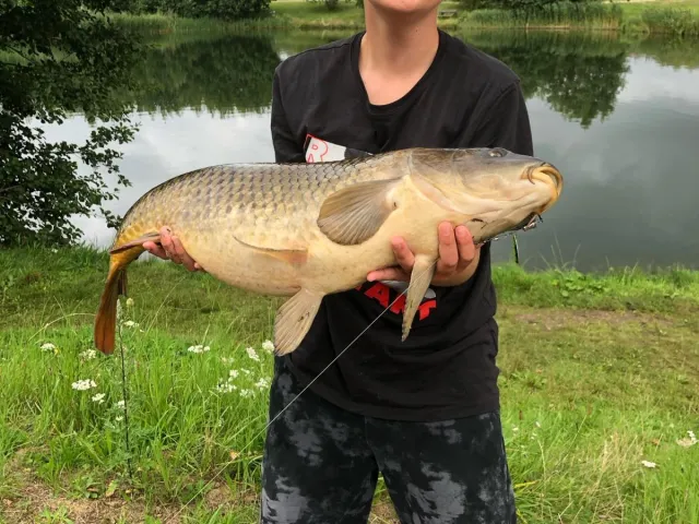 Graskarpfen