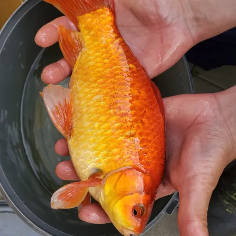 Goldfisch