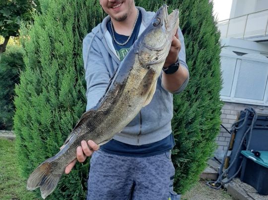 Zander
