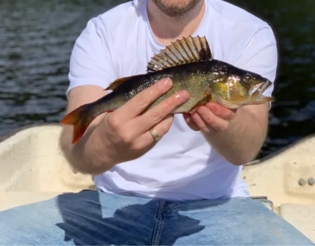 Flussbarsch