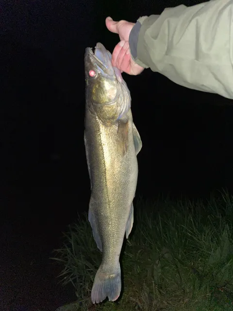 Zander