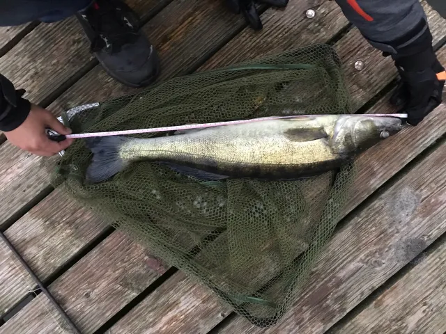 Zander