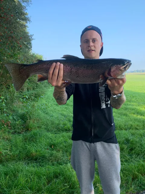 Regenbogenforelle