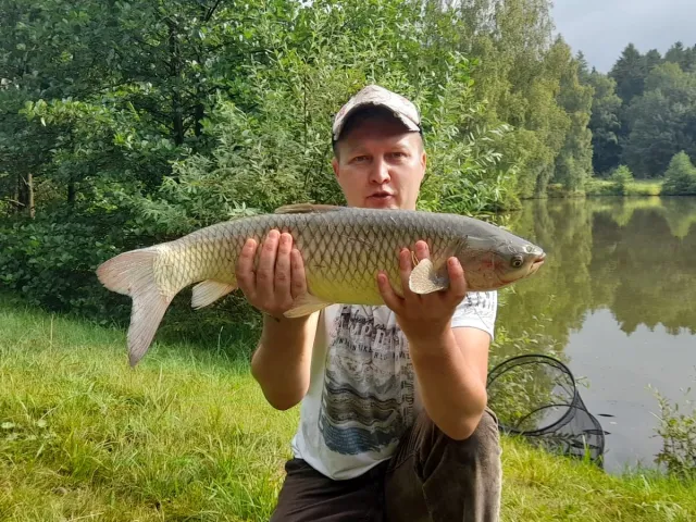 Graskarpfen