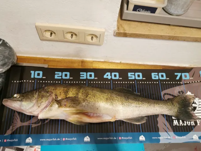 Zander