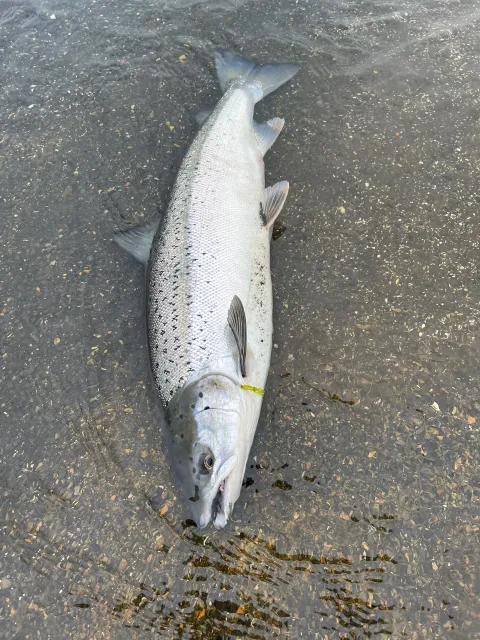 Lachs