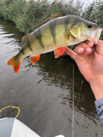 Flussbarsch