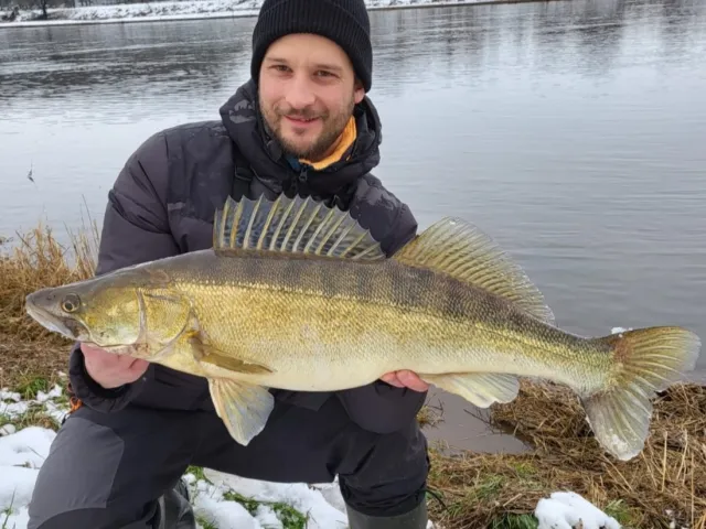 Zander
