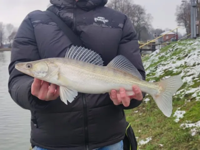 Zander