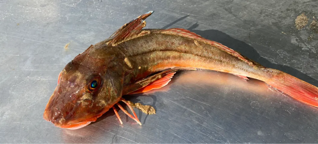 Knurrhahn (Roter)