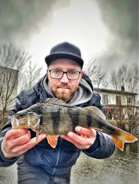Flussbarsch
