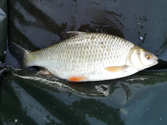 Rotauge