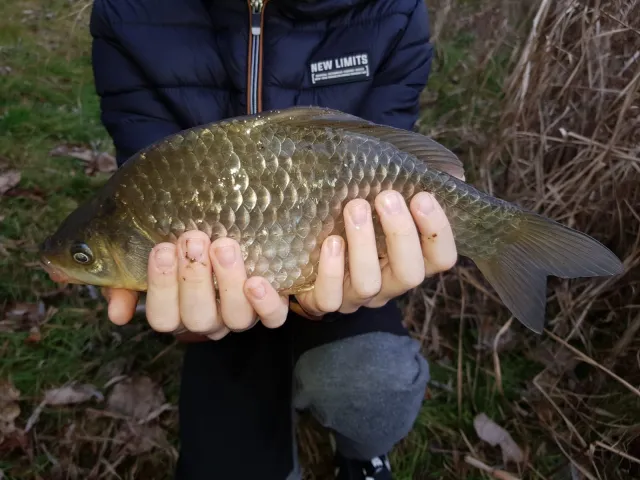 Karausche