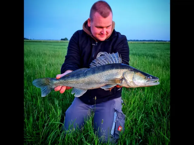 Zander