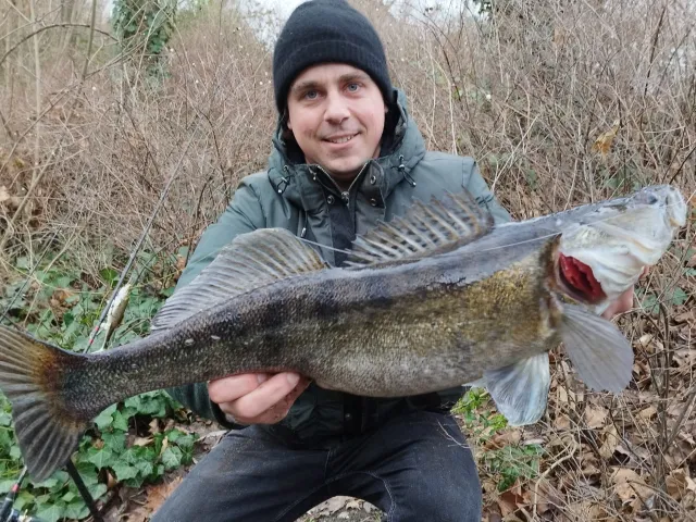 Zander