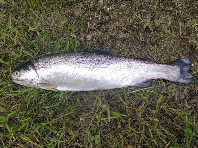 Regenbogenforelle