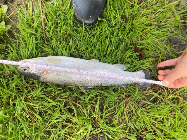 Regenbogenforelle