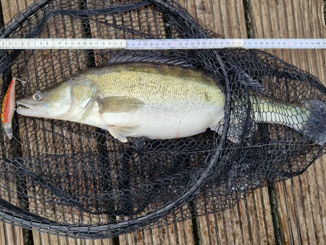 Zander