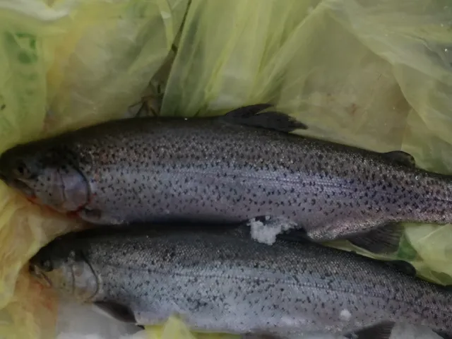 Regenbogenforelle