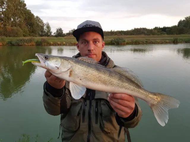 Zander