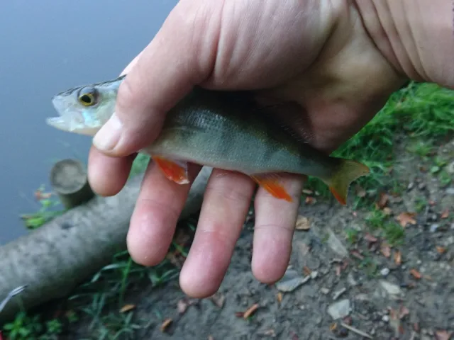Flussbarsch